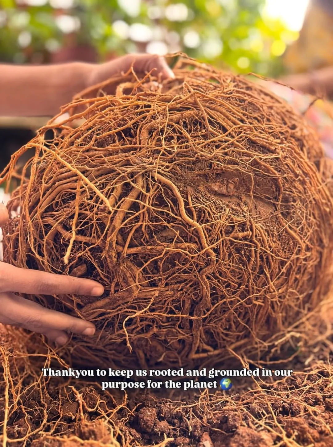 A sapling’s tangled root ball held in volunteers’ hands, captioned “Thank you to keep us rooted and grounded in our purpose for the planet”