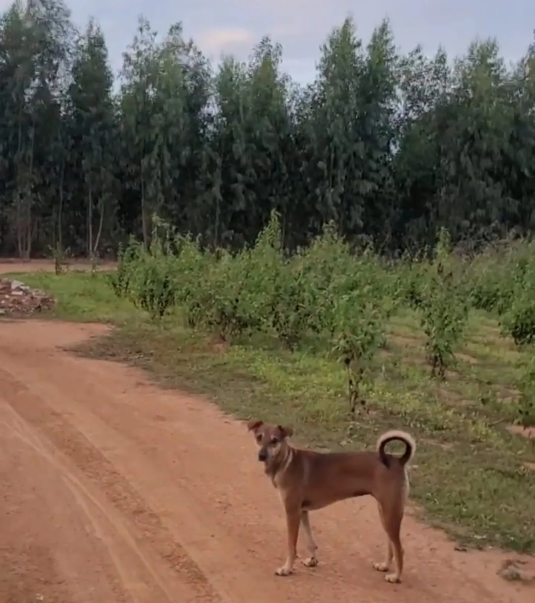 A dog standing on a dirt path at the Boo Nation shelter site