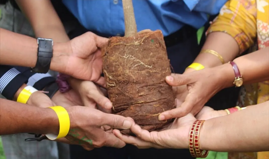Volunteers’ hands holding a sapling’s root ball together
