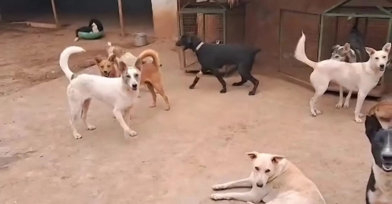 Rescued dogs of different colours roaming a sandy shelter yard with kennels in the background