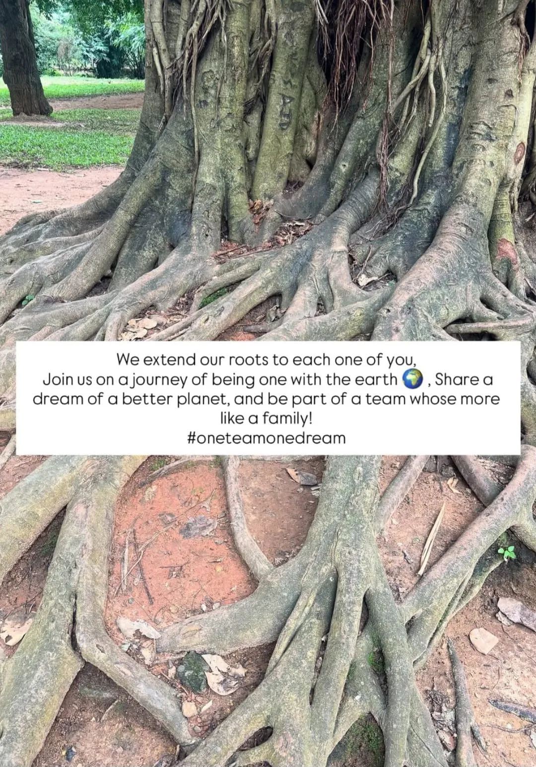 Roots of a banyan tree with Team Social Spotlight’s message, “We extend our roots to each one of you”