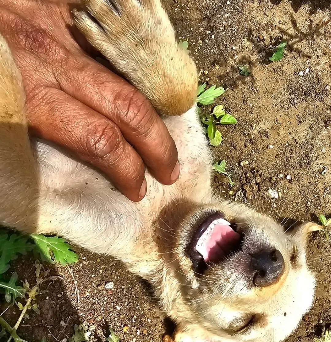 A rescued dog rolling over for a belly rub
